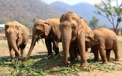 Finlandezii, poporul cu cea mai înaltă calitate a vieții din Europa, rămân fideli unei tradiții îndelungate de autoironie și umor subtil despre modul lor de a fi