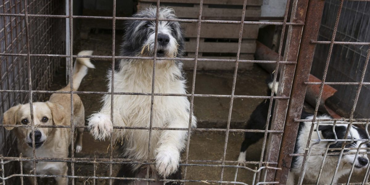 Încă trei primării din Ilfov au semnat contracte cu abatorul de câini din Vrancea