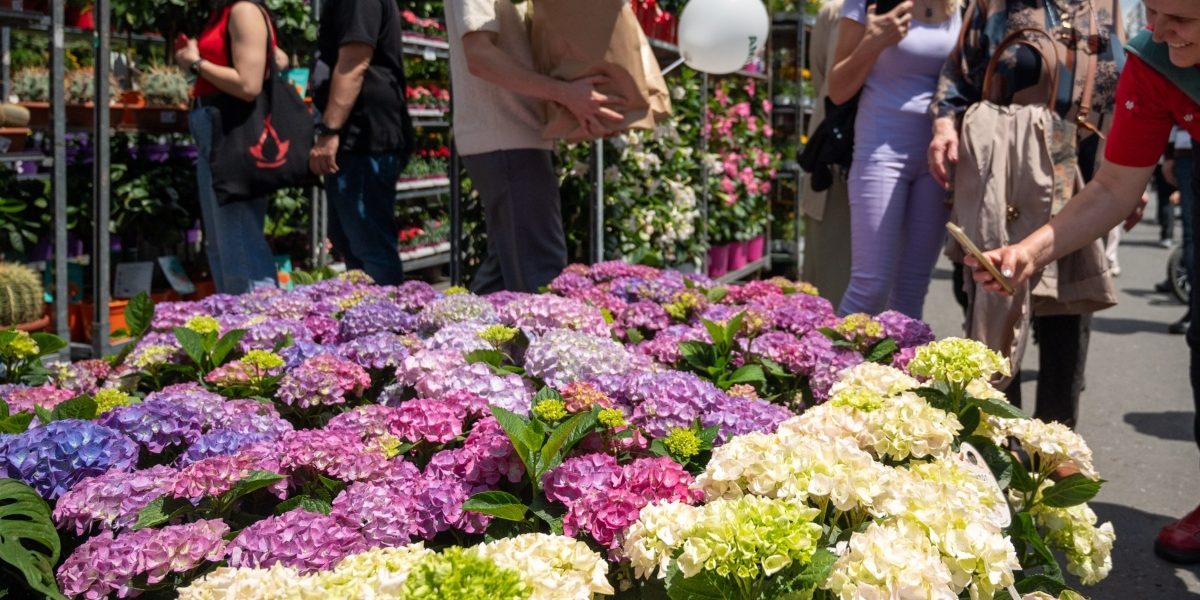 „West Side Flower Fest 2026: Ghid pentru înscrierea comercianților”