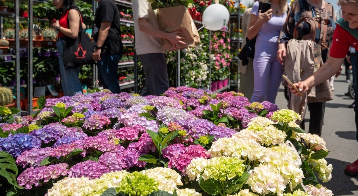 „West Side Flower Fest 2026: Ghid pentru înscrierea comercianților”