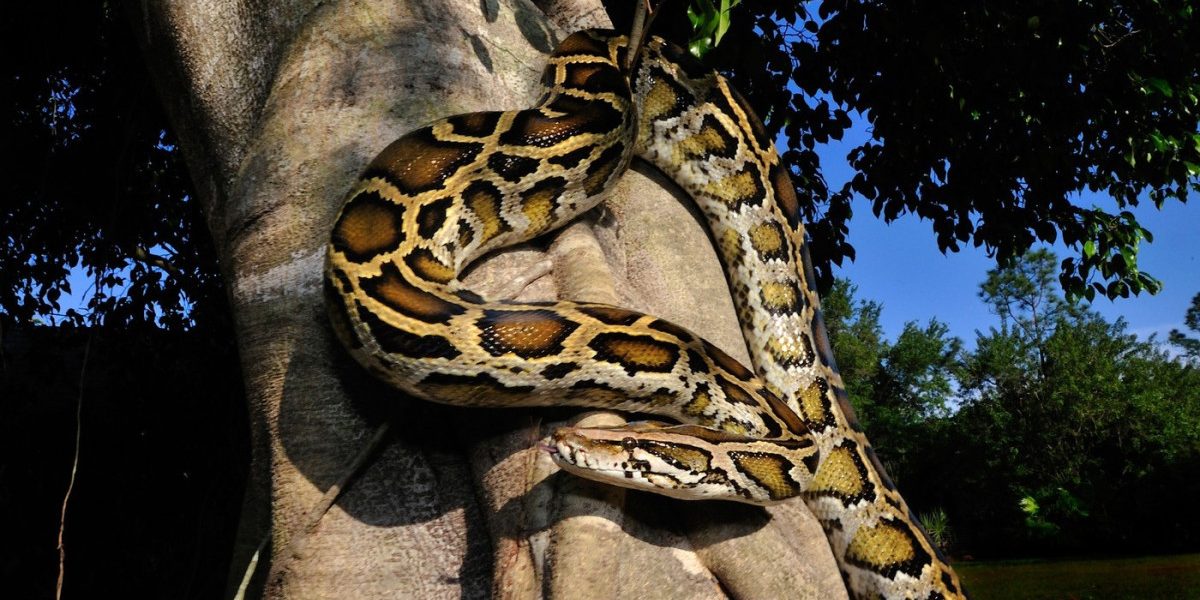 O descoperire remarcabilă în domeniul medical ar putea revoluționa tratamentul obezității și modul în care sunt dezvoltate medicamentele antialimentare