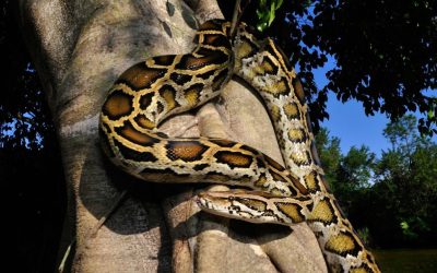 O descoperire remarcabilă în domeniul medical ar putea revoluționa tratamentul obezității și modul în care sunt dezvoltate medicamentele antialimentare