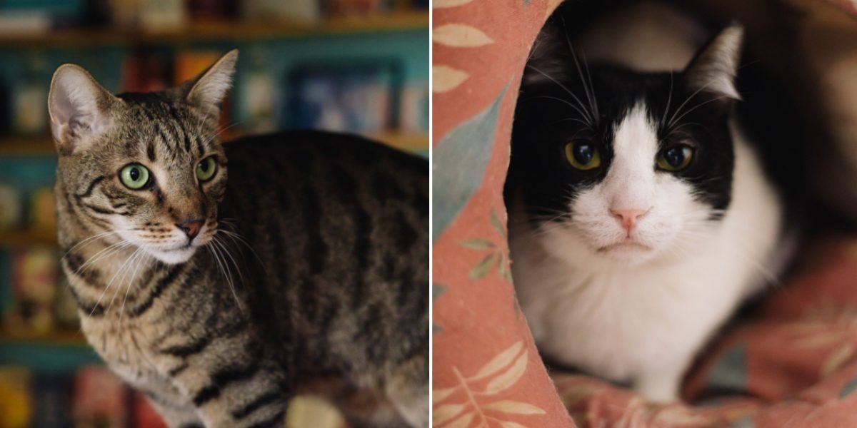 Miau Cafe, prima cafenea din România dedicată iubirii pentru pisici, se pregătește pentru o nouă etapă după aproape un deceniu în care a fost o poveste de succes și compasiune în Sectorul 4