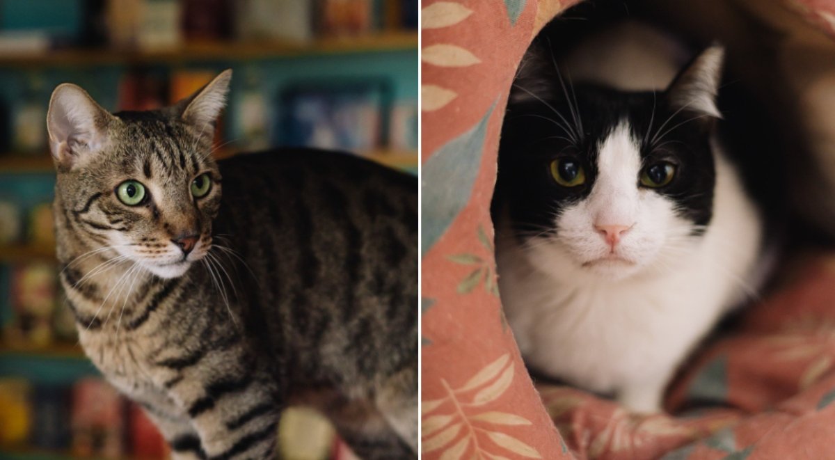 Miau Cafe, prima cafenea din România dedicată iubirii pentru pisici, se pregătește pentru o nouă etapă după aproape un deceniu în care a fost o poveste de succes și compasiune în Sectorul 4