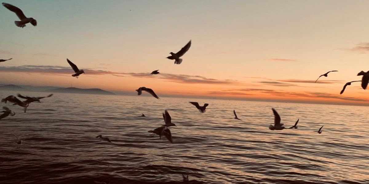 O inovație revoluționară în combaterea scurgerilor de petrol: vârtejurile de foc de peste 5 metri Când catastrofele ecologice marine devin iminente, timpul și eficiența sunt esențiale