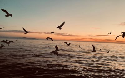 O inovație revoluționară în combaterea scurgerilor de petrol: vârtejurile de foc de peste 5 metri Când catastrofele ecologice marine devin iminente, timpul și eficiența sunt esențiale