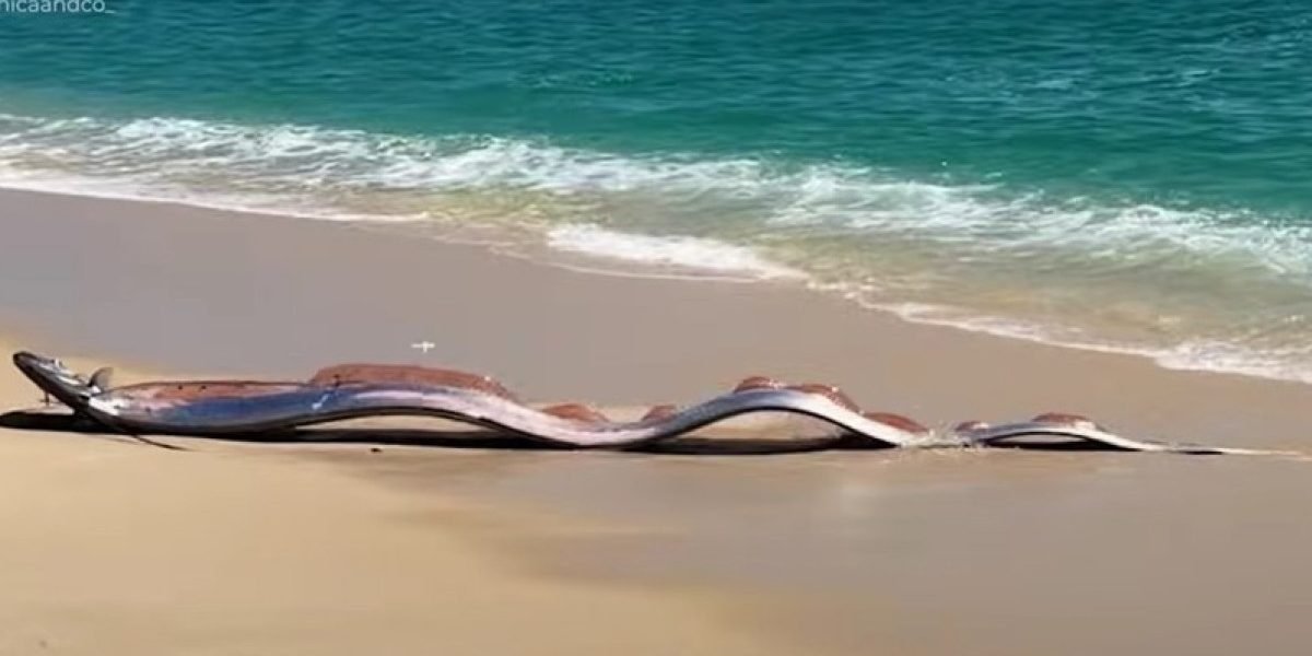 Descoperire impresionantă: doi pești-panglică uriași, întâlniți pe plaja Cabo San Lucas, Mexic Un eveniment rar și spectaculos a atras atenția iubitorilor de natură și biologilor marini, după ce doi pești-panglică uriași au fost observați pe plaja Cabo San Lucas, din Mexic, pe o zonă de coastă frecventată de turiști