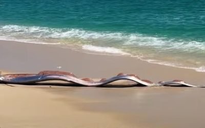 Descoperire impresionantă: doi pești-panglică uriași, întâlniți pe plaja Cabo San Lucas, Mexic Un eveniment rar și spectaculos a atras atenția iubitorilor de natură și biologilor marini, după ce doi pești-panglică uriași au fost observați pe plaja Cabo San Lucas, din Mexic, pe o zonă de coastă frecventată de turiști