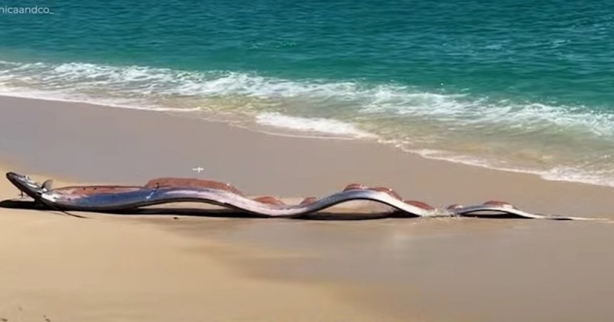 Descoperire impresionantă: doi pești-panglică uriași, întâlniți pe plaja Cabo San Lucas, Mexic Un eveniment rar și spectaculos a atras atenția iubitorilor de natură și biologilor marini, după ce doi pești-panglică uriași au fost observați pe plaja Cabo San Lucas, din Mexic, pe o zonă de coastă frecventată de turiști