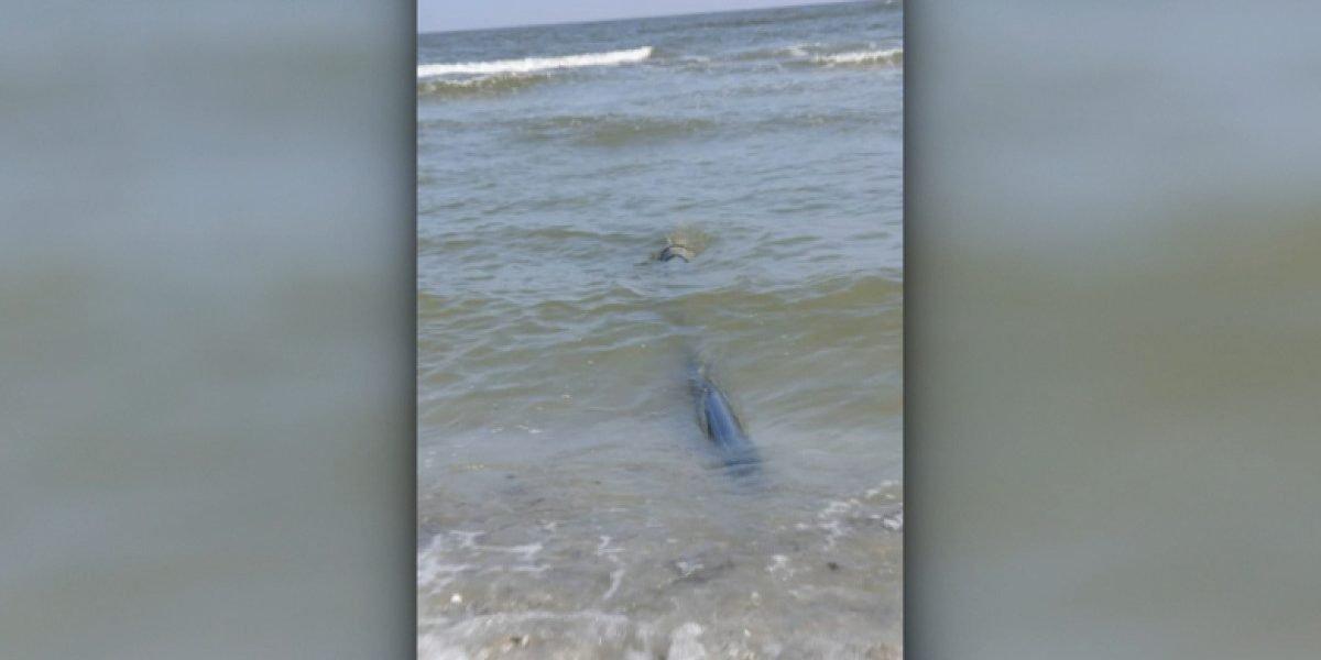 Nereguli grave descoperite pe plaja din Năvodari: deversări ilegale în Marea Neagră Autoritățile de mediu au declanșat o anchetă de amploare în stațiunea Năvodari, unde au fost identificate multiple breșe de protecție a mediului înconjurător, în urma unor controale recente