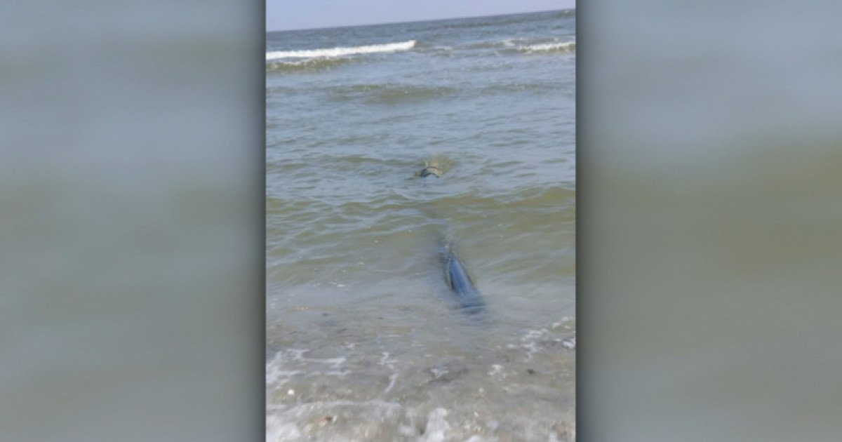 Nereguli grave descoperite pe plaja din Năvodari: deversări ilegale în Marea Neagră Autoritățile de mediu au declanșat o anchetă de amploare în stațiunea Năvodari, unde au fost identificate multiple breșe de protecție a mediului înconjurător, în urma unor controale recente