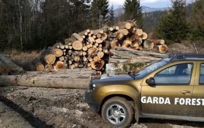 Ministerul Mediului promite revoluție în monitorizarea forestieră până la sfârșitul lunii august Într-un efort de a combate eficient defrișările ilegale și activitățile suspecte din zonele forestiere, autoritățile din Ministerul Mediului anunță lansarea unor tehnologii de ultimă generație în monitorizarea pădurilor