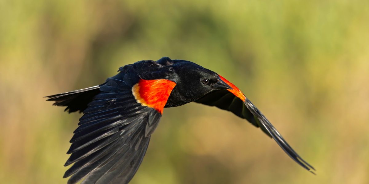 Dispariția păsărilor în America de Nord accelerează dramatic, conform unui studiu recent care scoate în evidență o tendință alarmantă în anumite regiuni cheie