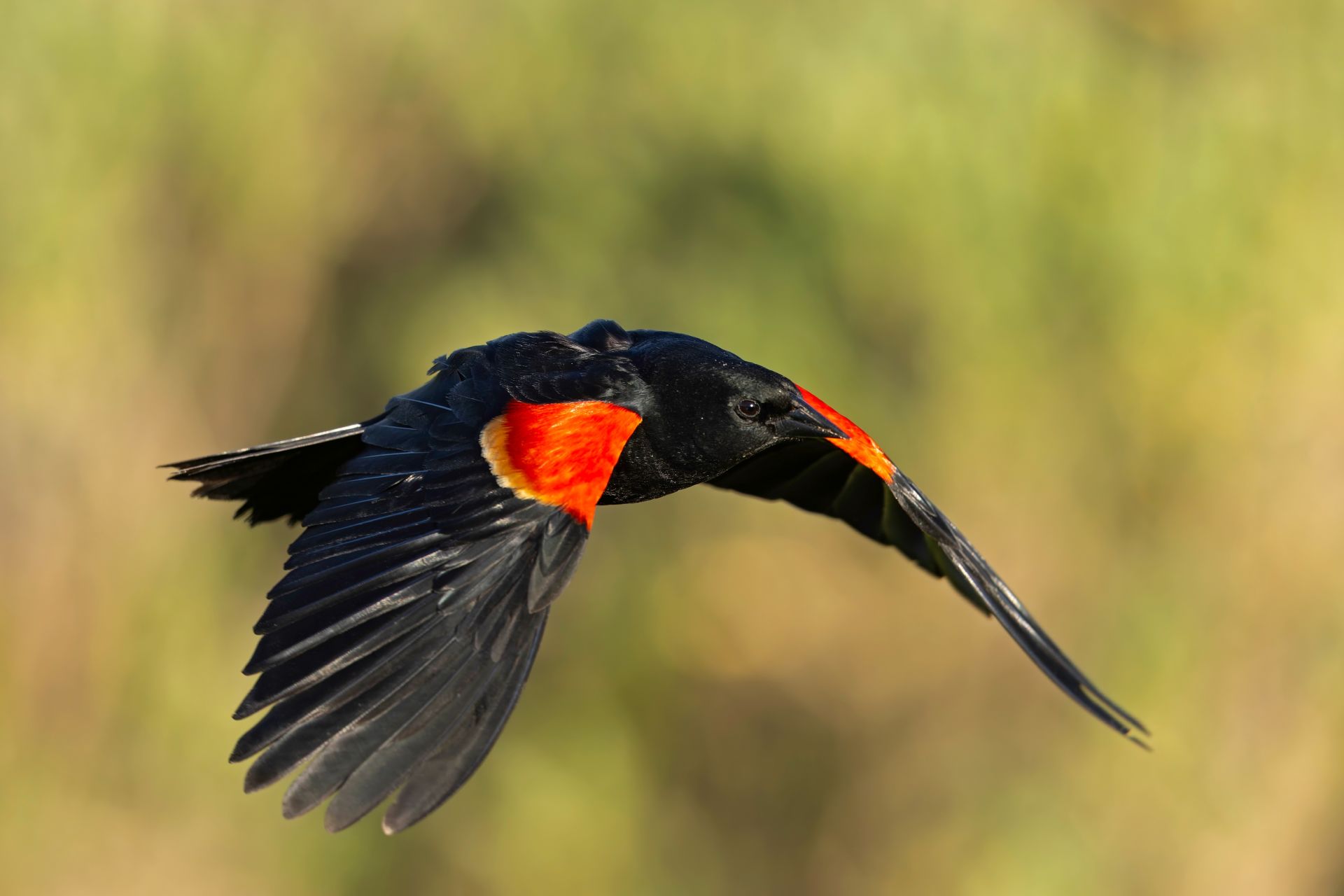 Dispariția păsărilor în America de Nord accelerează dramatic, conform unui studiu recent care scoate în evidență o tendință alarmantă în anumite regiuni cheie