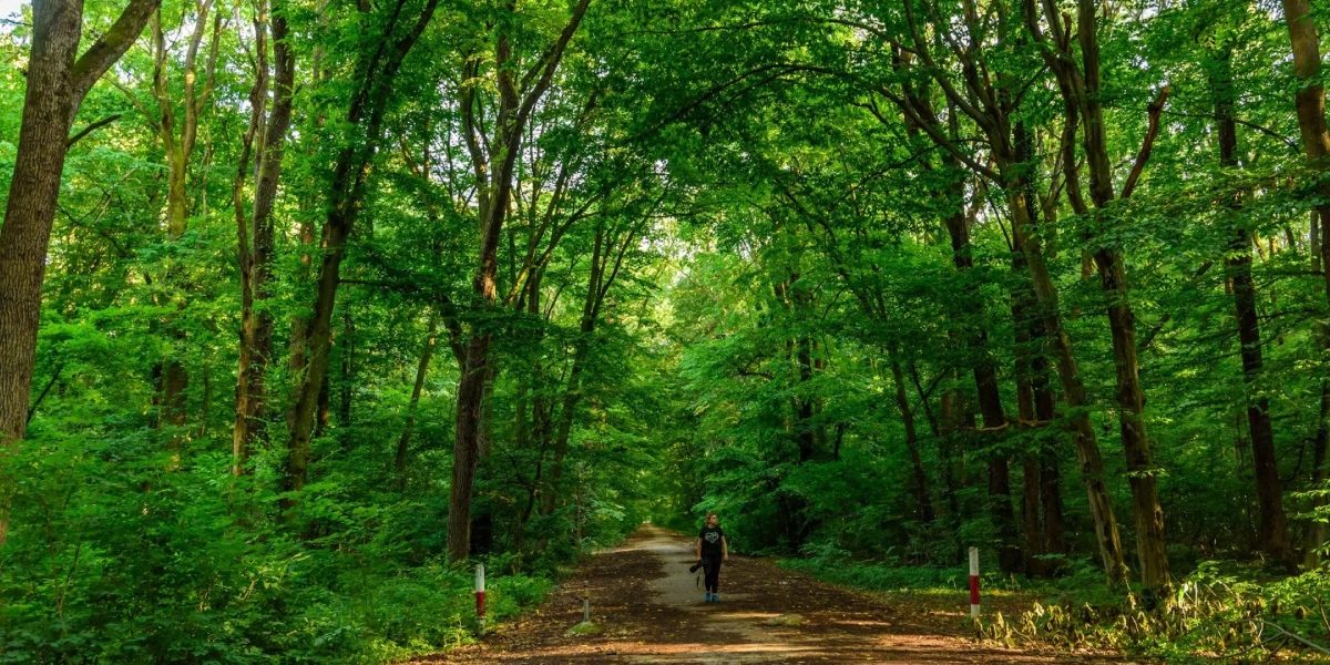 România riscă să piardă o oportunitate istorică de a-și extinde suprafața forestieră, în condițiile în care fondurile europene alocate pentru împăduriri rămân nevalorificate, iar țara se apropie de termenul limita impus de Uniunea Europeană