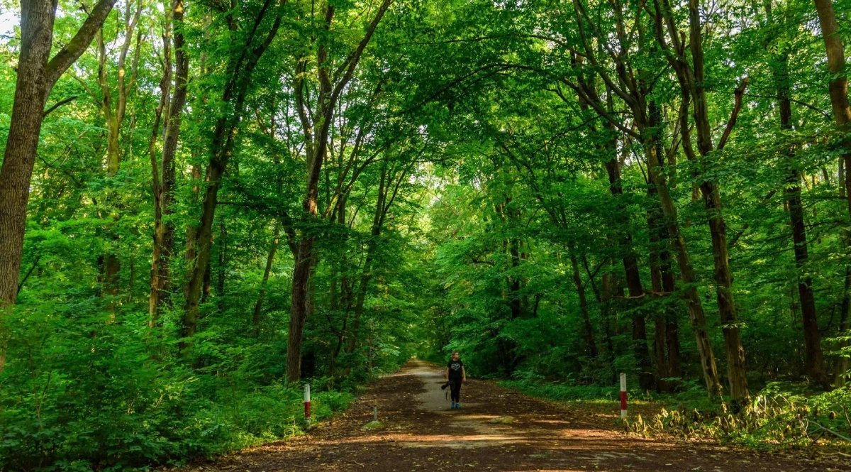 România riscă să piardă o oportunitate istorică de a-și extinde suprafața forestieră, în condițiile în care fondurile europene alocate pentru împăduriri rămân nevalorificate, iar țara se apropie de termenul limita impus de Uniunea Europeană