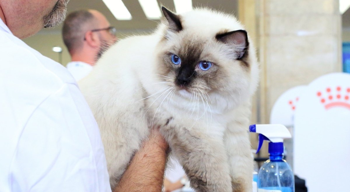 Bucureștiul va fi din nou gazda unui eveniment pasionat de feline, în weekend-ul 21-22 martie, odată cu reluarea Salonului Internațional Felin SofistiCAT la Sala Palatului