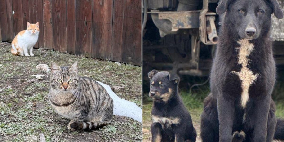 Un maraton național de sterilizări gratuite pentru câini și pisici va avea loc în data de 1 aprilie 2026, în trei localități din județul Ilfov, într-un efort concertat de reducere a numărului de animale fără stăpân și prevenire a abandonului