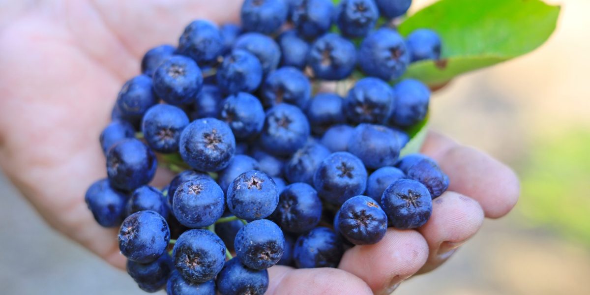 Alimentele uitate care pot optimiza diversitatea dietetică: adevăr sau marketing? În era în care dieta sănătoasă devine tot mai mult un trend global, anumite alimente sunt promovate ca fiind superalimente, de la afine și quinoa la turmeric și varza kale