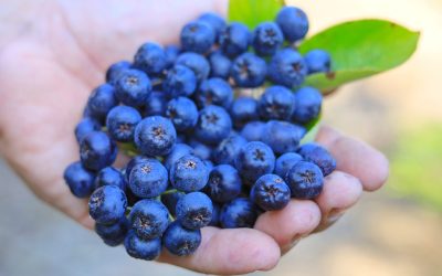 Alimentele uitate care pot optimiza diversitatea dietetică: adevăr sau marketing? În era în care dieta sănătoasă devine tot mai mult un trend global, anumite alimente sunt promovate ca fiind superalimente, de la afine și quinoa la turmeric și varza kale