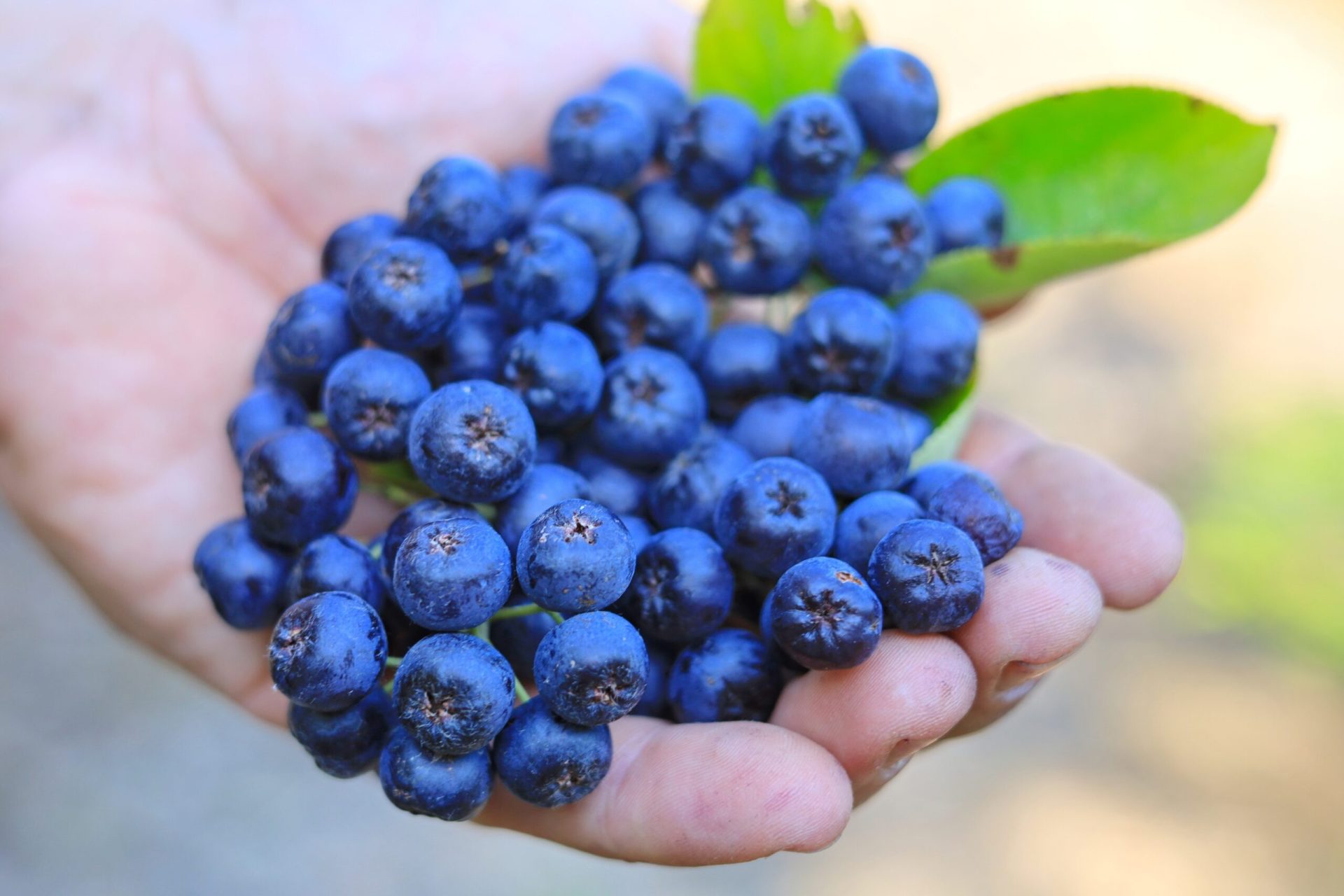 Alimentele uitate care pot optimiza diversitatea dietetică: adevăr sau marketing? În era în care dieta sănătoasă devine tot mai mult un trend global, anumite alimente sunt promovate ca fiind superalimente, de la afine și quinoa la turmeric și varza kale