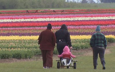 Primii muguri de lalele de pe coasta Oregonului devin mai devreme decât de obicei, mulțumită iernii blânde Woodburn, Oregon – În această primăvară, sezonul de lalele a sosit mai devreme cu câteva săptămâni față de anii precedenți, iar florile își deschid petalele într-un spectacol de culoare demn de vizionat