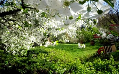 Primăvara pare că și-a făcut intrarea înainte de vreme în România, aducând temperaturi neașteptat de ridicate pentru începutul lunii martie