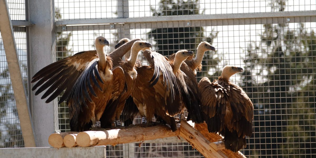 Primele exemplare de vultur sur, aduse din Spania, au sosit în România și au fost plasați într-o volieră de aclimatizare în apropierea comunei Rucăr, județul Argeș