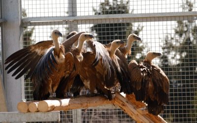 Primele exemplare de vultur sur, aduse din Spania, au sosit în România și au fost plasați într-o volieră de aclimatizare în apropierea comunei Rucăr, județul Argeș