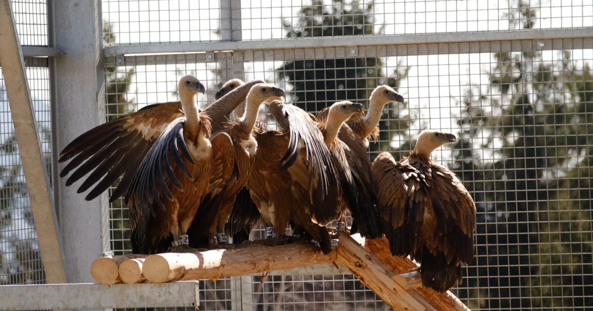 Primele exemplare de vultur sur, aduse din Spania, au sosit în România și au fost plasați într-o volieră de aclimatizare în apropierea comunei Rucăr, județul Argeș