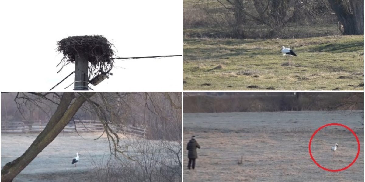 Barza Gobi, adoptată de localnici din Covasna: „Parcă am un copil”