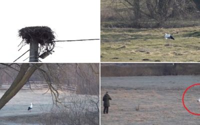 Barza Gobi, adoptată de localnici din Covasna: „Parcă am un copil”