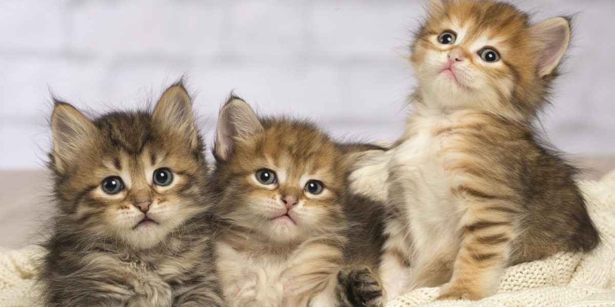 Pisicile, potențiali aliați în lupta împotriva cancerului uman: descoperiri care pot schimba terapia oncologică Un studiu internațional revoluționar, publicat recent în prestigioasa revistă Science, aduce în prim-plan o descoperire care ar putea redefini strategia în tratarea cancerului atât la animale, cât și la oameni