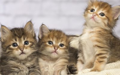 Pisicile, potențiali aliați în lupta împotriva cancerului uman: descoperiri care pot schimba terapia oncologică Un studiu internațional revoluționar, publicat recent în prestigioasa revistă Science, aduce în prim-plan o descoperire care ar putea redefini strategia în tratarea cancerului atât la animale, cât și la oameni