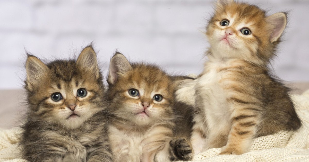 Pisicile, potențiali aliați în lupta împotriva cancerului uman: descoperiri care pot schimba terapia oncologică Un studiu internațional revoluționar, publicat recent în prestigioasa revistă Science, aduce în prim-plan o descoperire care ar putea redefini strategia în tratarea cancerului atât la animale, cât și la oameni