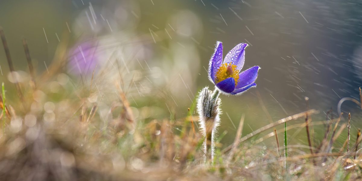 România se confruntă, începând de această săptămână, cu o schimbare bruscă de temperatură, după zile de vreme aproape de primăvară