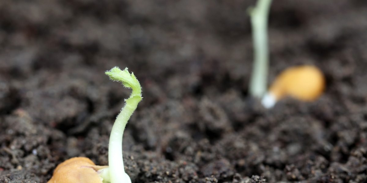 Ce pot mânca astronauții pe Lună? O soluție vegetală surprinzătoare devine preferata exploratorilor spațiali Pe măsură ce NASA se pregătește pentru misiunea Artemis II, prima în care oamenii vor reveni pe Lună după jumătate de secol, întrebarea despre alimentație rămâne crucială