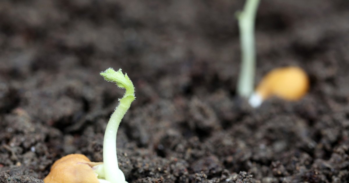 Ce pot mânca astronauții pe Lună? O soluție vegetală surprinzătoare devine preferata exploratorilor spațiali Pe măsură ce NASA se pregătește pentru misiunea Artemis II, prima în care oamenii vor reveni pe Lună după jumătate de secol, întrebarea despre alimentație rămâne crucială