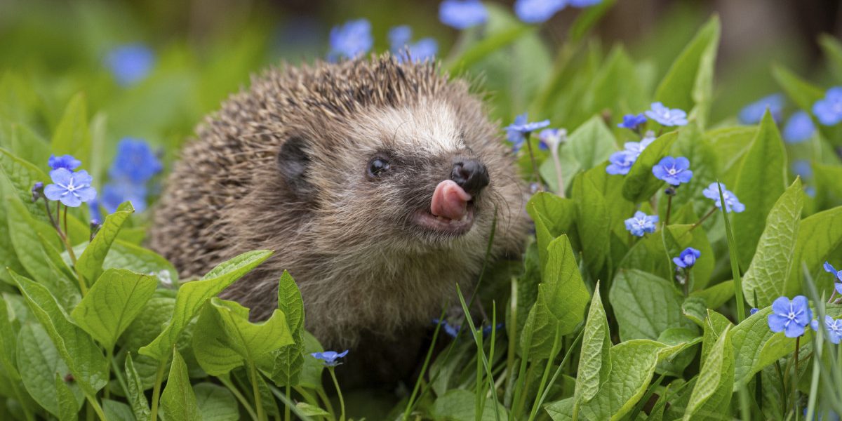 Cercetările recente aduc în prim-plan un aspect fascinant al lumii animalelor: posibilitatea ca aricii să comunice între ei prin sunete pe care, până acum, oamenii le percepeau doar în mod limitat sau deloc