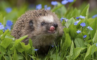 Cercetările recente aduc în prim-plan un aspect fascinant al lumii animalelor: posibilitatea ca aricii să comunice între ei prin sunete pe care, până acum, oamenii le percepeau doar în mod limitat sau deloc