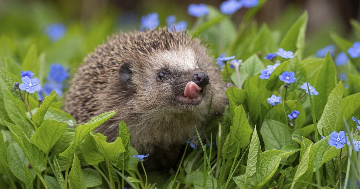 Cercetările recente aduc în prim-plan un aspect fascinant al lumii animalelor: posibilitatea ca aricii să comunice între ei prin sunete pe care, până acum, oamenii le percepeau doar în mod limitat sau deloc