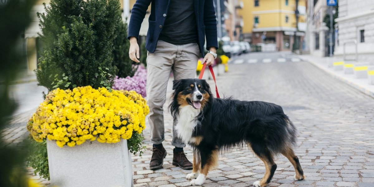 Legea atrage din ce în ce mai mult atenția asupra responsabilităților cetățenilor în spațiile publice, iar una dintre cele mai frecvente și, totodată, ignorate obligații este curățarea după câine