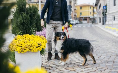 Legea atrage din ce în ce mai mult atenția asupra responsabilităților cetățenilor în spațiile publice, iar una dintre cele mai frecvente și, totodată, ignorate obligații este curățarea după câine