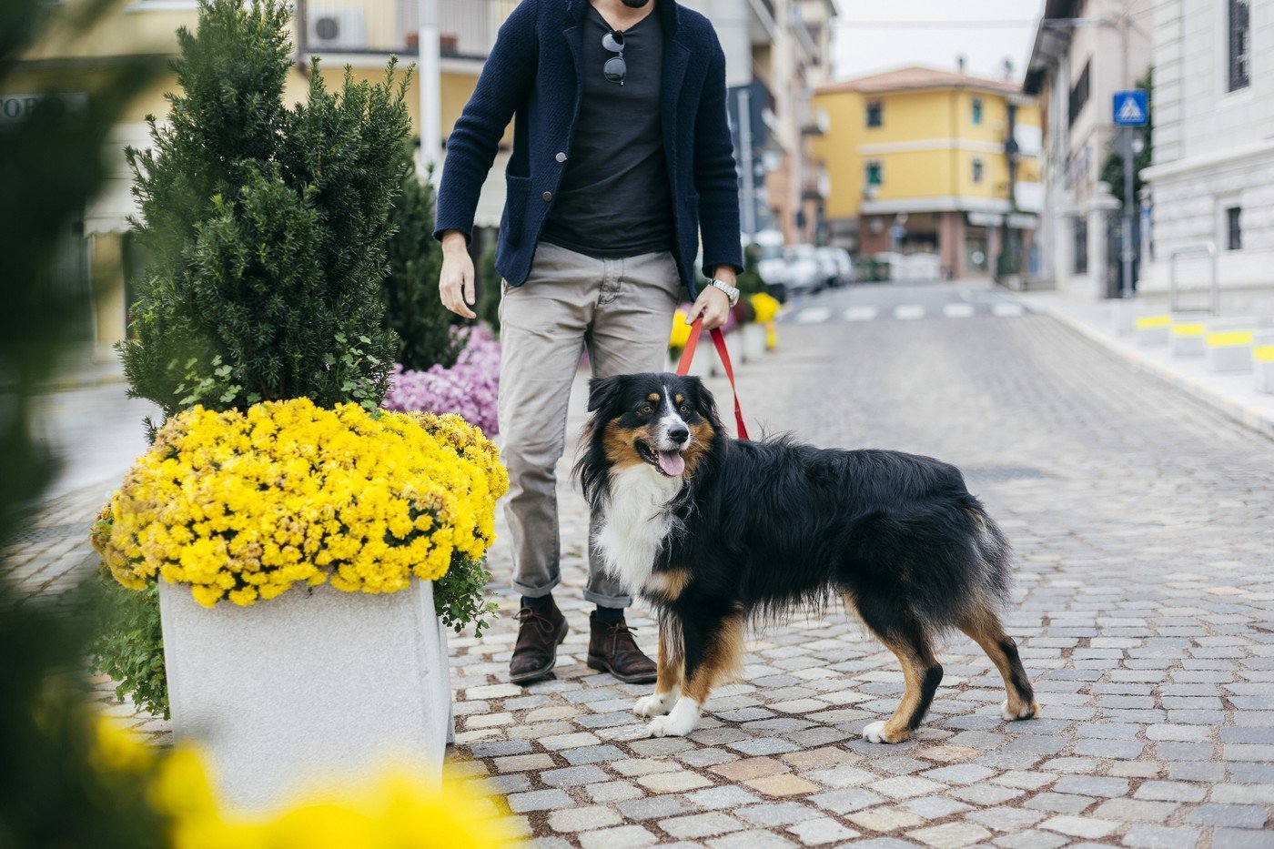 Legea atrage din ce în ce mai mult atenția asupra responsabilităților cetățenilor în spațiile publice, iar una dintre cele mai frecvente și, totodată, ignorate obligații este curățarea după câine