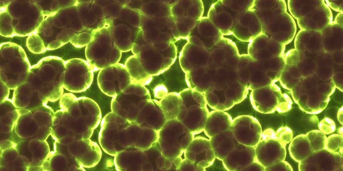 Descoperire revoluționară în biologia extremofililor: bacterii antarctice capabile să reziste în medii atât de ostile Cercetătorii din Australia au făcut o descoperire care poate schimba modul în care înțelegem limitele vieții pe Planetă