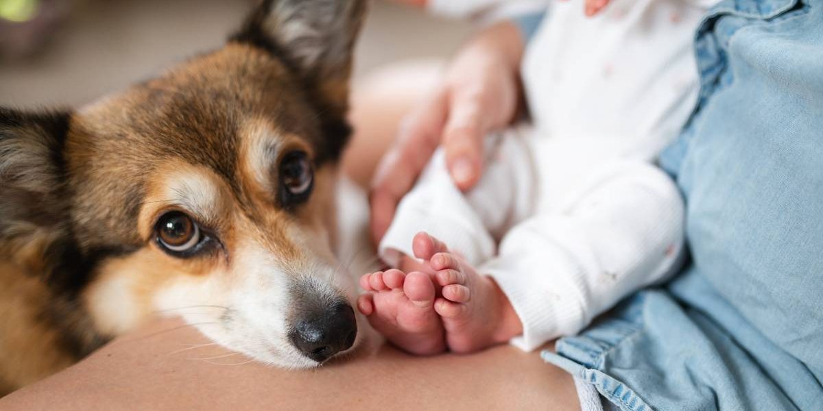 Prezența unui câine în casă nu este doar o sursă de companie sau de veselie pentru întreaga familie, ci vine și cu beneficii neașteptate pentru sănătatea copiilor