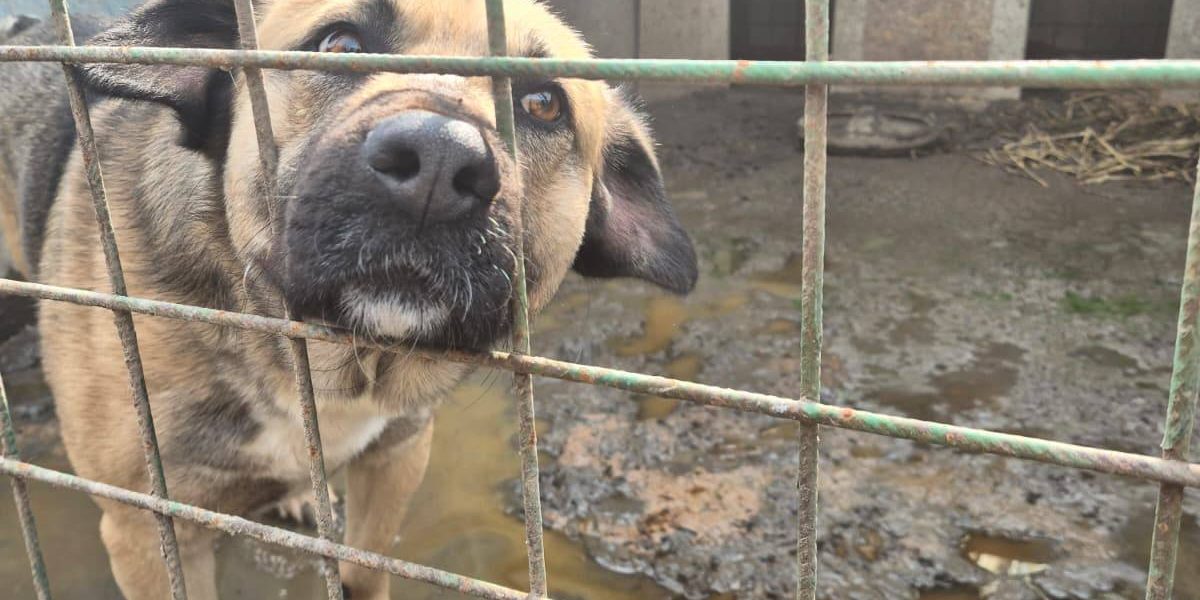 Peste 250 de animale din un adăpost de pe raza comunei Uzunu, din județul Giurgiu, au fost evacuate în această dimineață, ca urmare a unui incendiu izbucnit chiar de ieri seară
