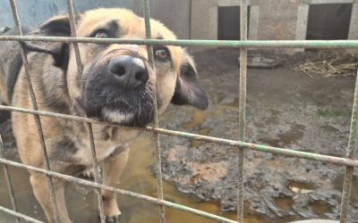 Peste 250 de animale din un adăpost de pe raza comunei Uzunu, din județul Giurgiu, au fost evacuate în această dimineață, ca urmare a unui incendiu izbucnit chiar de ieri seară