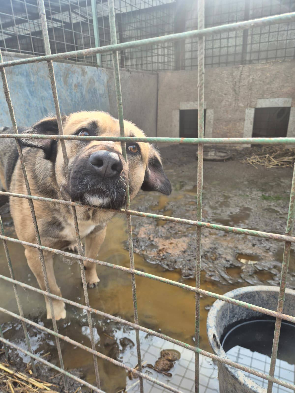 Peste 250 de animale din un adăpost de pe raza comunei Uzunu, din județul Giurgiu, au fost evacuate în această dimineață, ca urmare a unui incendiu izbucnit chiar de ieri seară