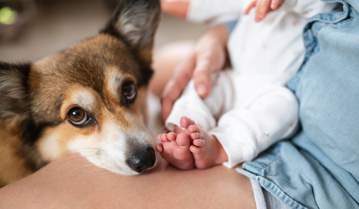 Prezența unui câine în casă nu este doar o sursă de companie sau de veselie pentru întreaga familie, ci vine și cu beneficii neașteptate pentru sănătatea copiilor